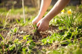 San Mateo Weed Control