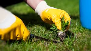 San Mateo Weed Control