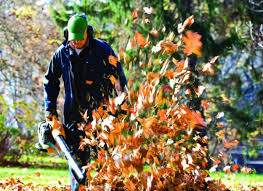 San Mateo Leaf Removal