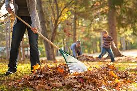 San Mateo Leaf Removal