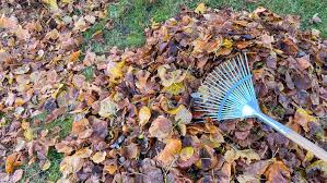 San Mateo Leaf Removal